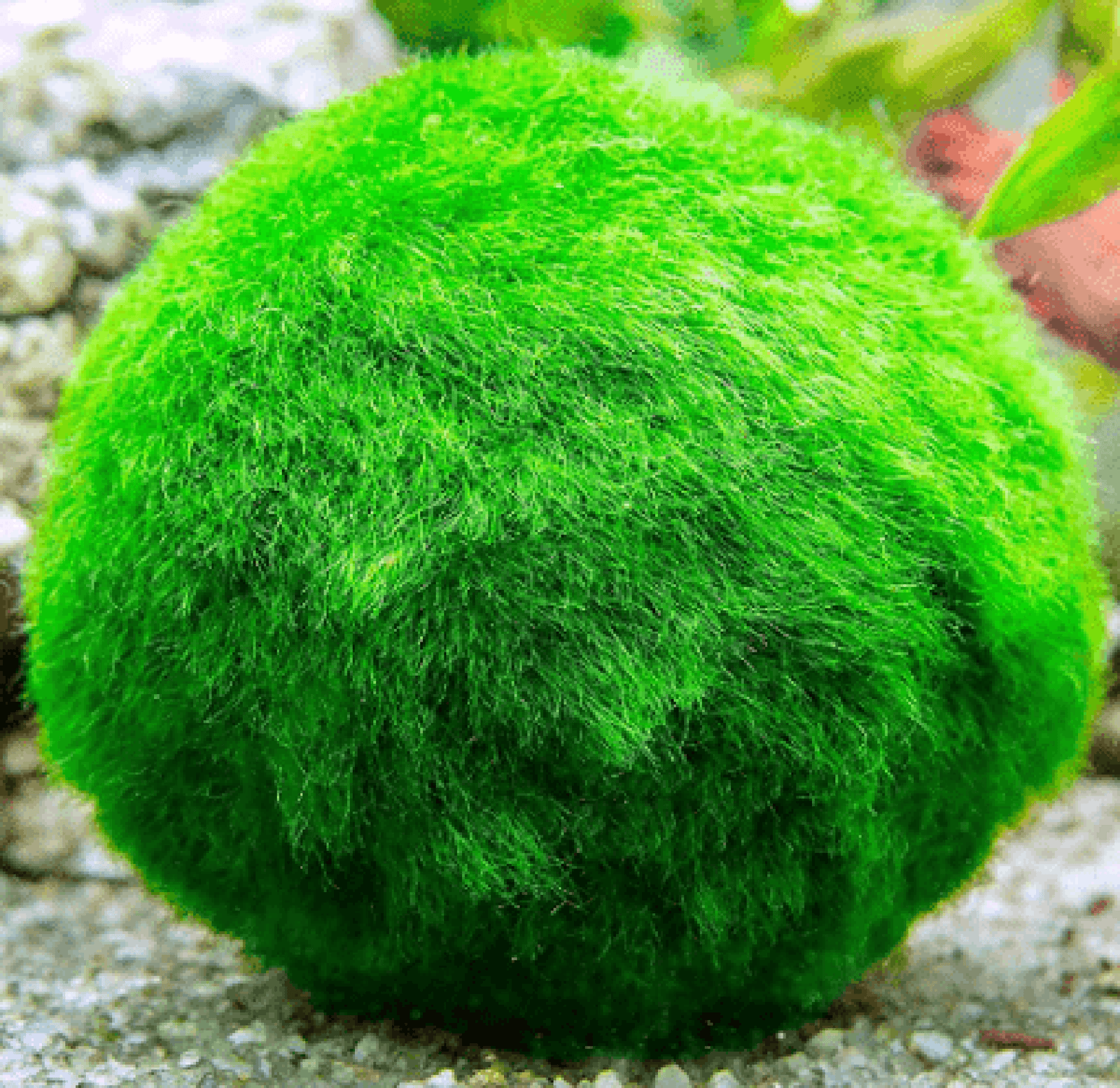 Marimo Moss Ball Aegagropila Linnaei