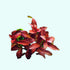 Ludwigia Repens Dark Red