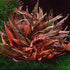 Cryptocoryne Wendtii Brown Bare Root