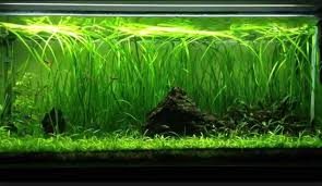 18 Valisnaria Vals, live aquarium plants, USA online.