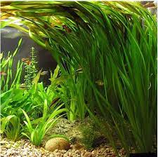 18 Valisnaria Vals, tank decor plants, Canton, TX.