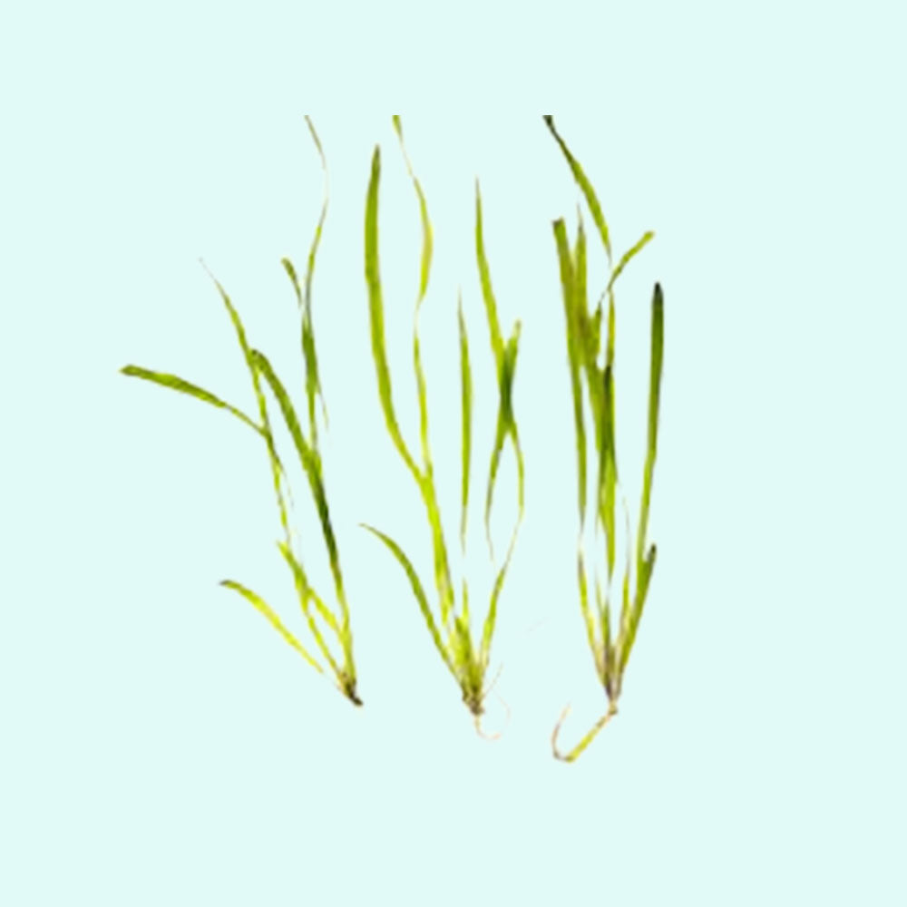 Valisnaria Vals, 18 plant pack, USA store, Canton Aquatics.