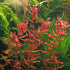 Rotala Indica Rotundifolia