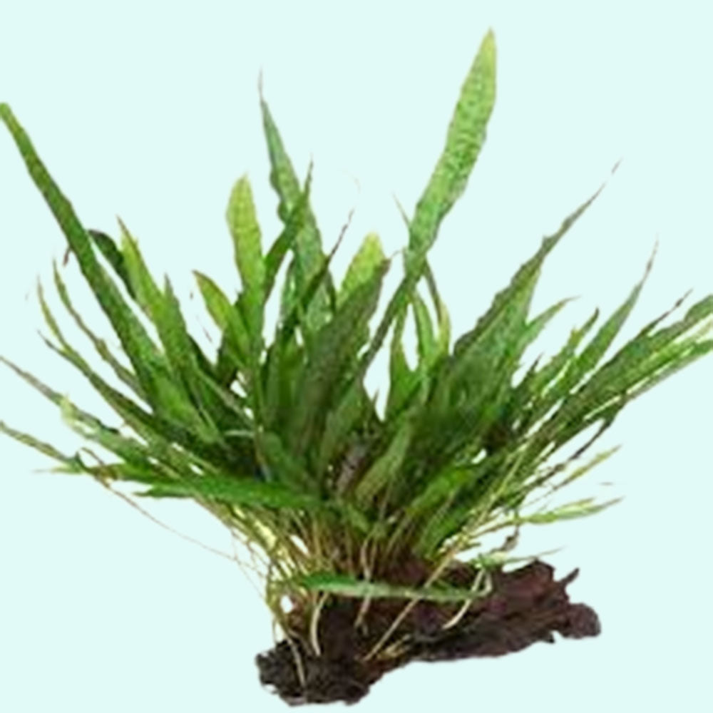 Java Fern Microsorum