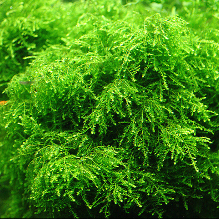 Close-up view of Weeping Moss Vesicularia Ferriei submerged in water