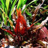 Cryptocoryne Crypt Wendtii Red 2" Pot