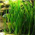 6 Plant Pack Jungle Vallisneria Americana Val Plants