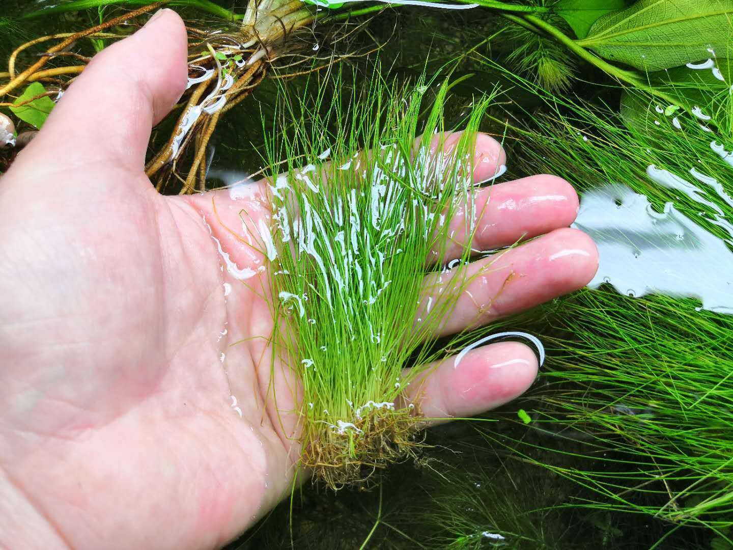 Hairgrass (Eleocharis Vivipara)