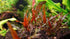 Cryptocoryne Wendtii Red