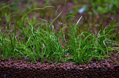 Micro Sword NarrowLeaf (Lilaeopsis Zelandiae)