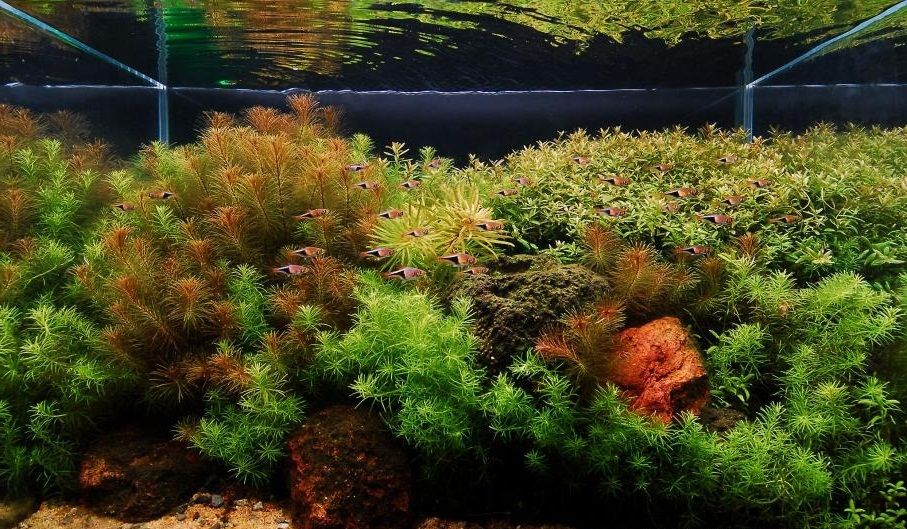 Rotala Vietnam HRa