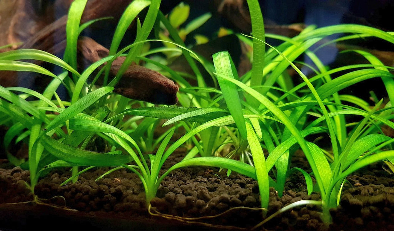 Dwarf Sagittaria Subulata