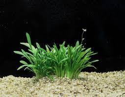 Dwarf Sagittaria (Subulata)