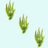 3 Pack Hornwort Bundle