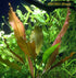 Amazon Sword Echinodorus Red Rose