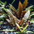 Cryptocoryne Wendtii Brown Bare Root