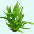 Java Fern Microsorum Pteropus