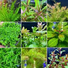 Live Aquarium Plants Essential Bundle - 4 Plants