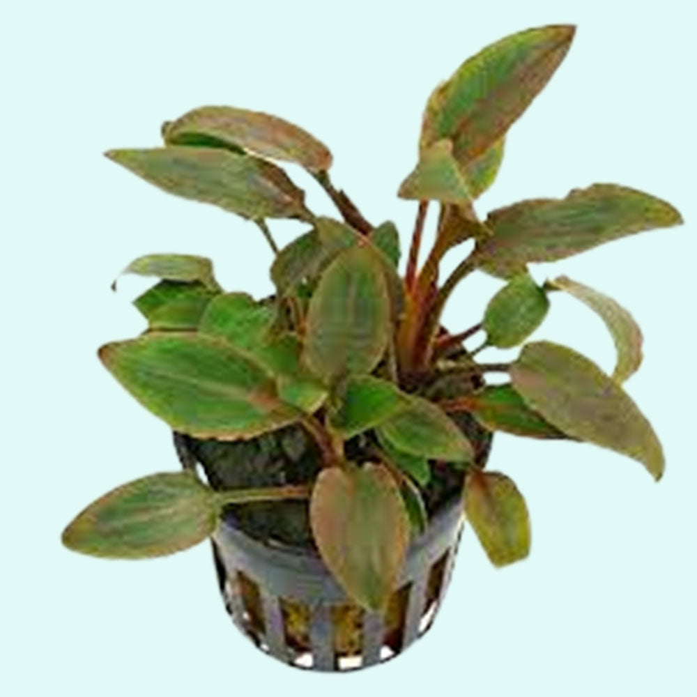 Cryptocoryne Crypt Wendtii Red 2