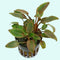 Cryptocoryne Crypt Wendtii Red 2" Pot