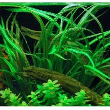 Cryptocoryne Crypt Balansae