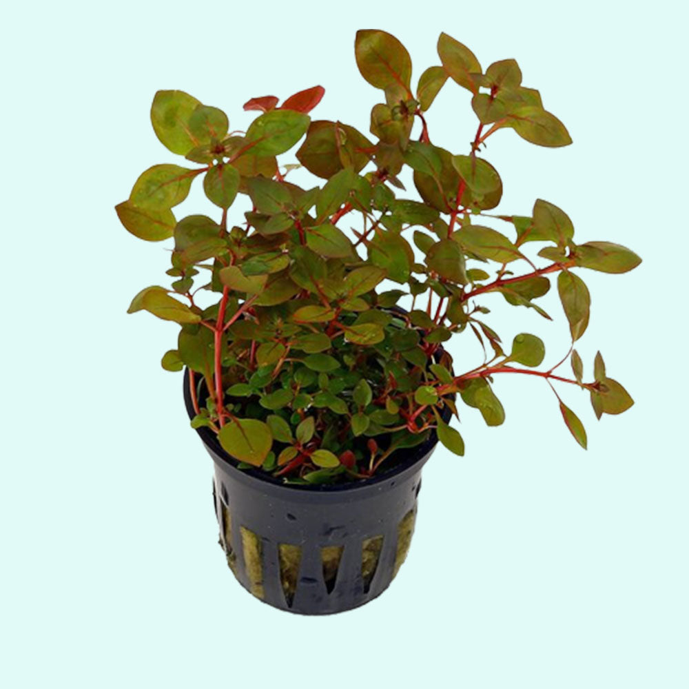 Ludwigia Repens Super Red Mini 2