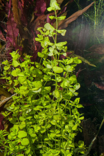 Lloydiella (Lysimachia Nummularia) Creeping Jenny