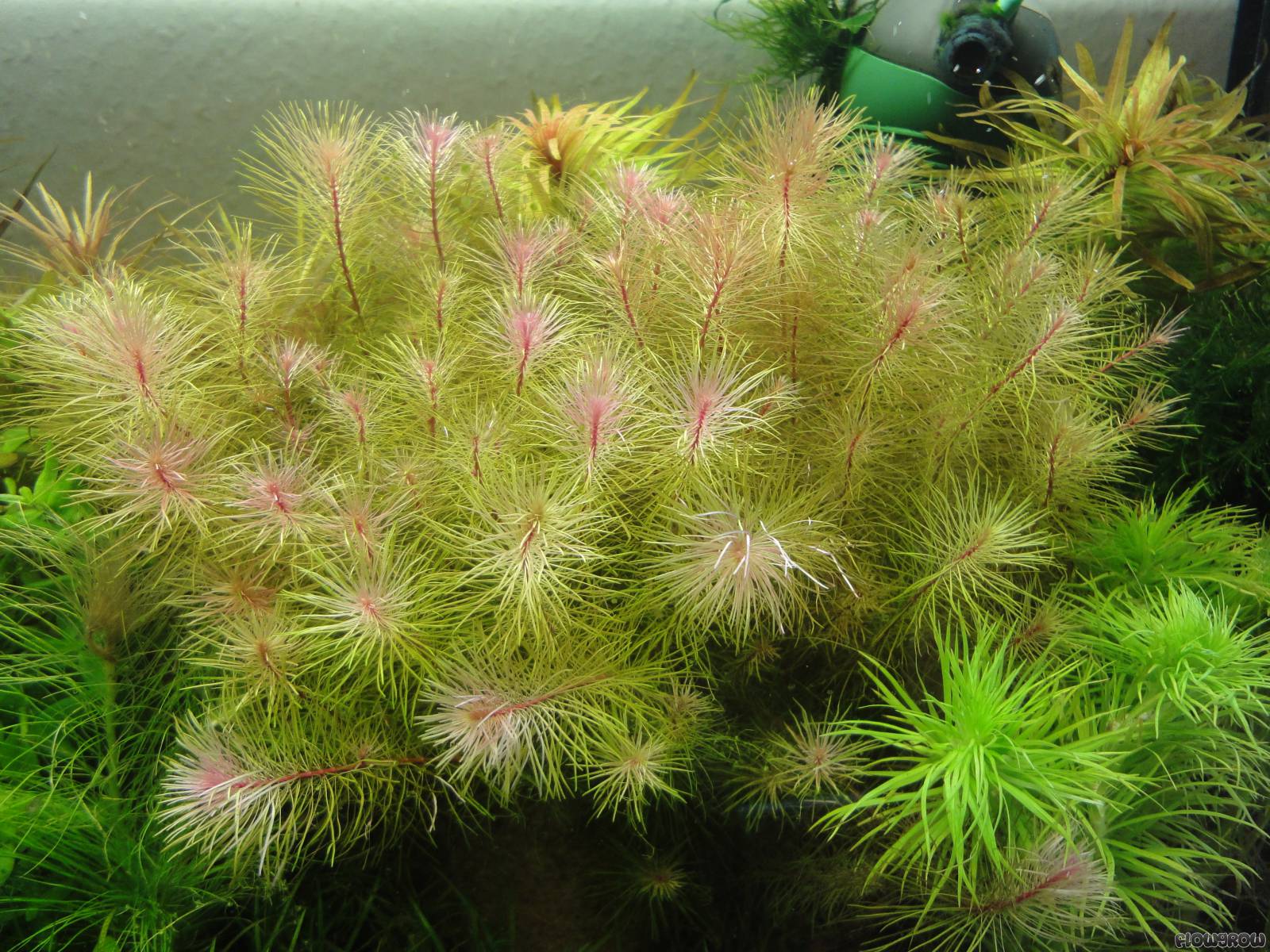 Rotala Vietnam HRa