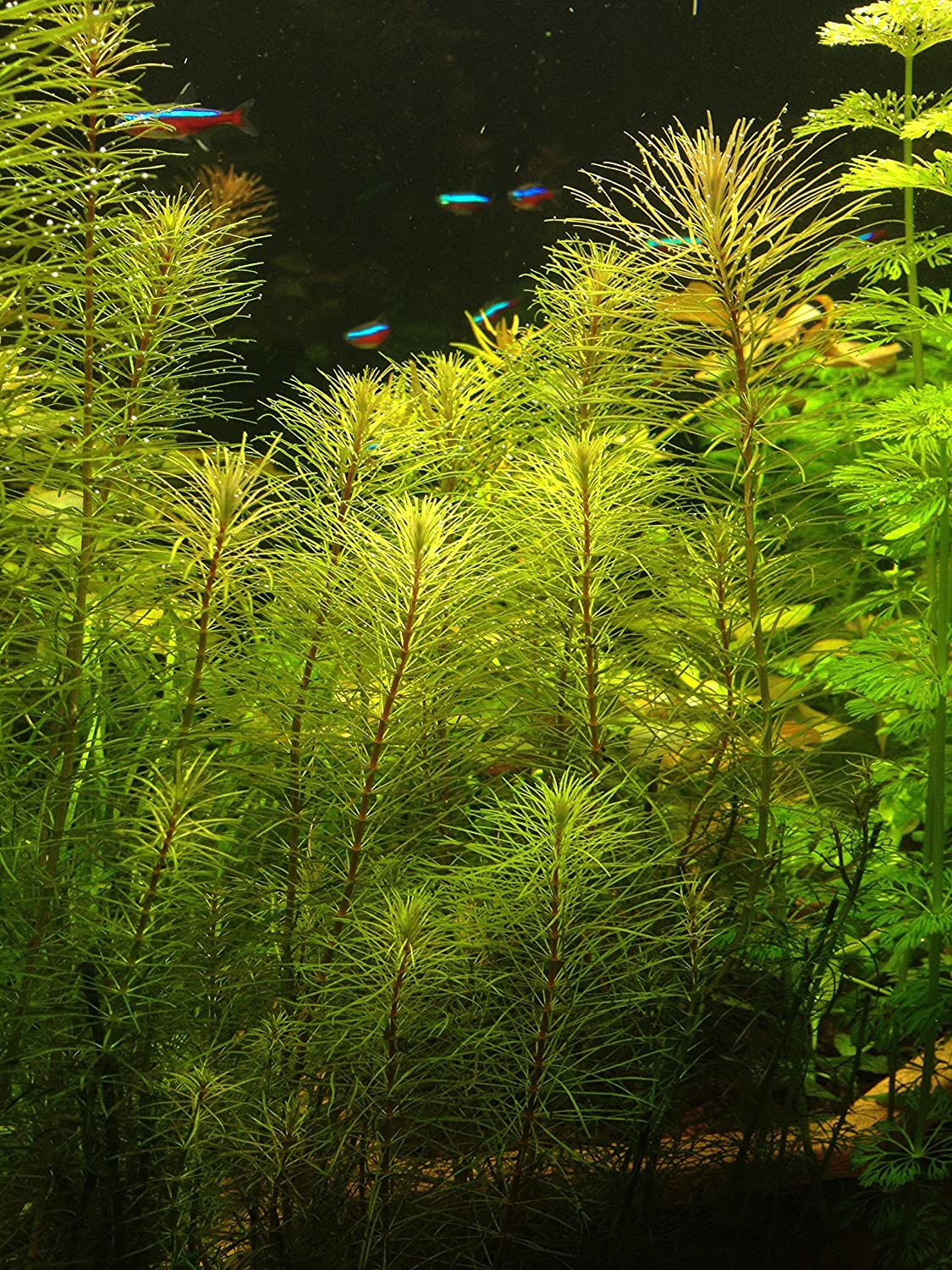 Rotala Vietnam HRa