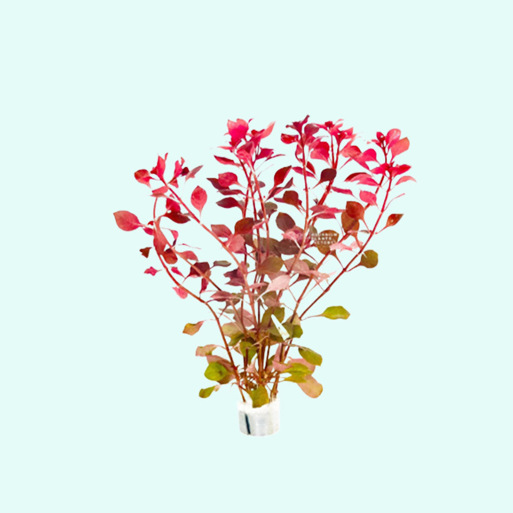 Ludwigia Repens Super Red Mini 2