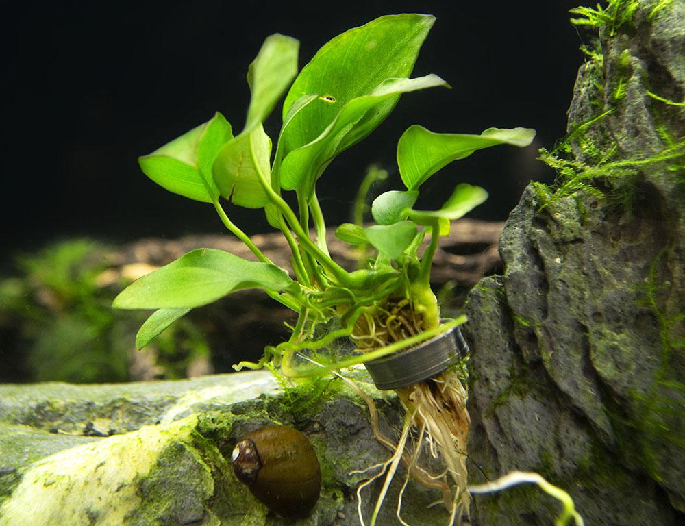 Anubias Barteri (Nana Petite)