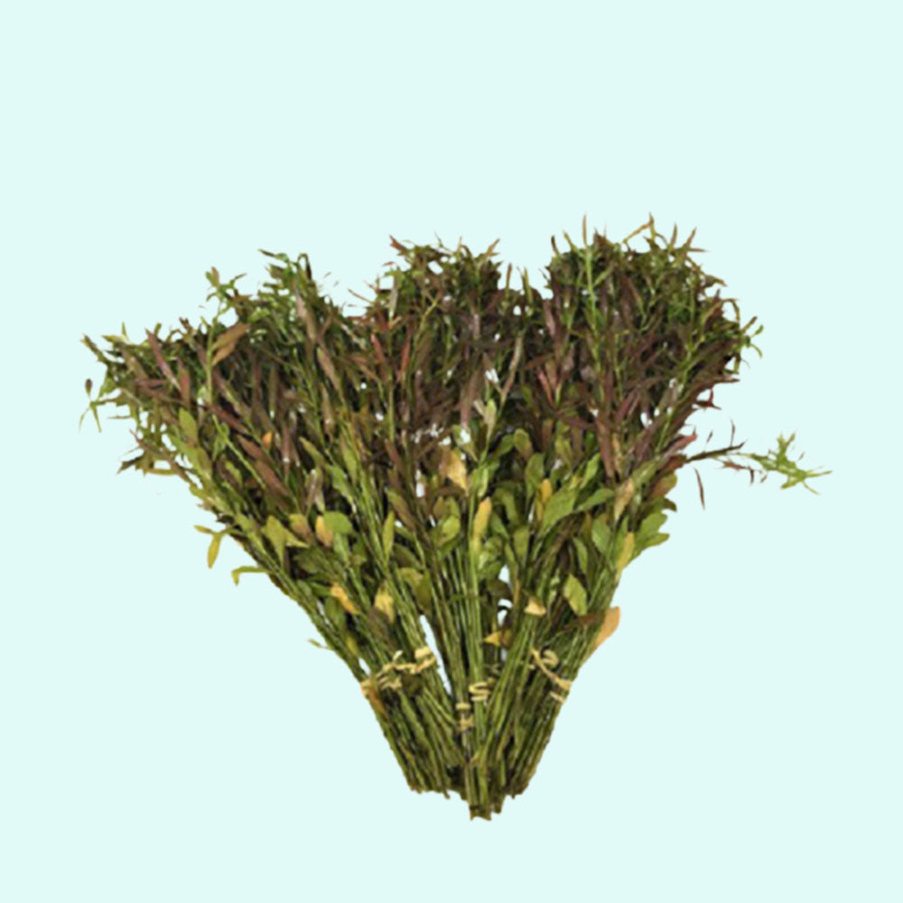 Rotala Vietnam HRa