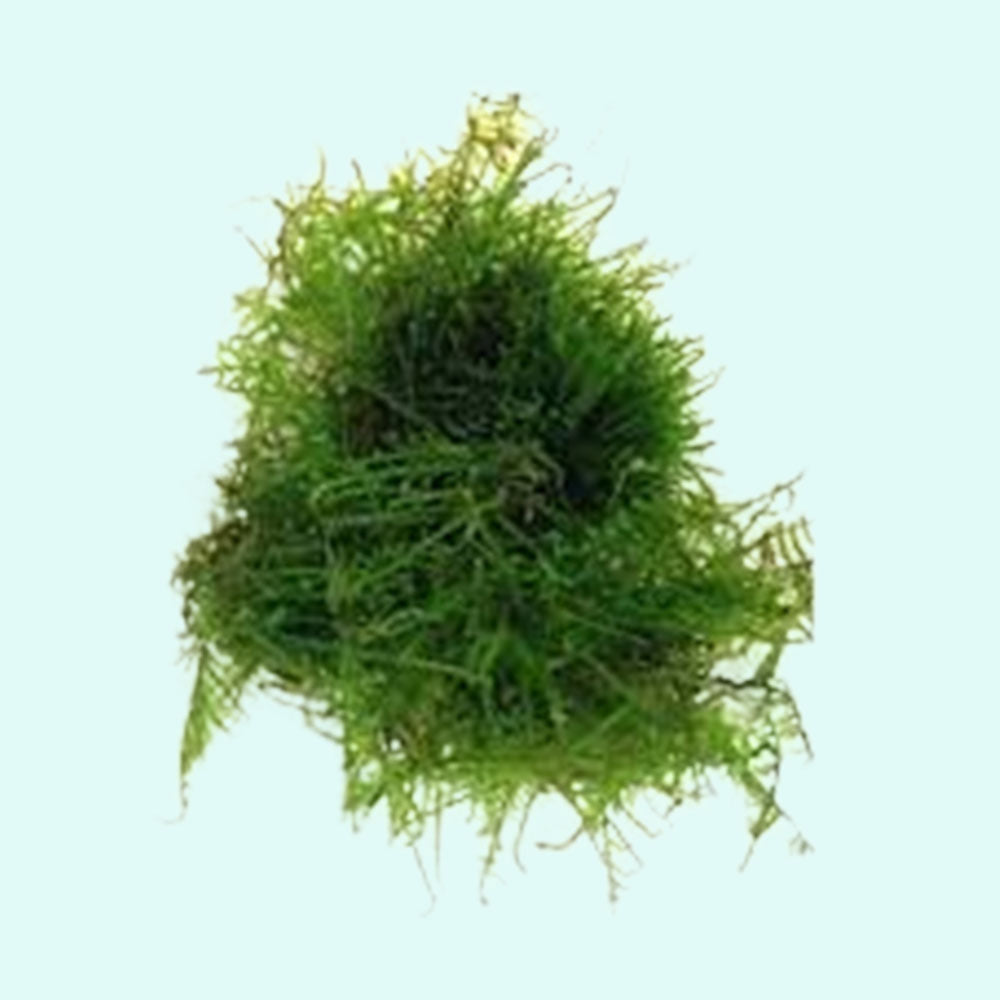 Christmas Moss 