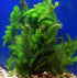 3 Pack Hornwort Bundle