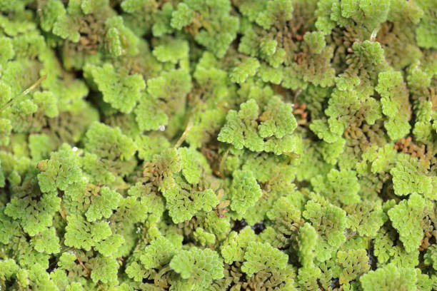 Azolla Filiculoides 