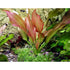 Amazon Sword Echinodorus Red Rose