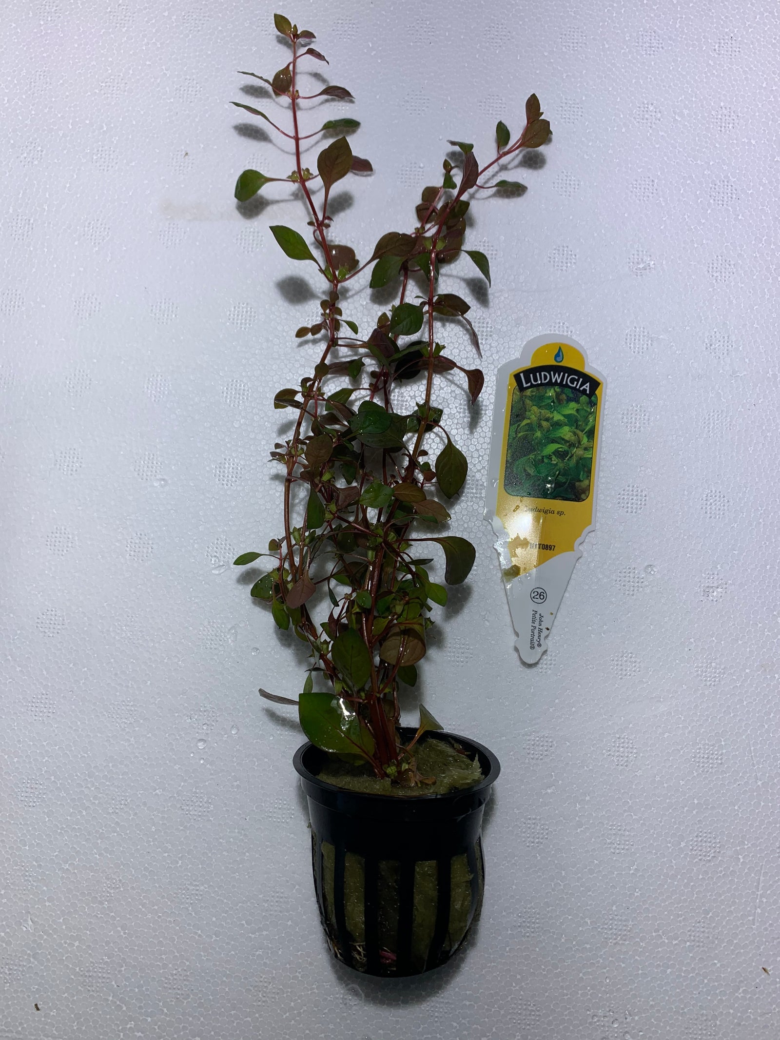 Ludwigia Repens Super Red Mini 2