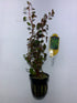 Ludwigia Repens Super Red Mini 2"Pot