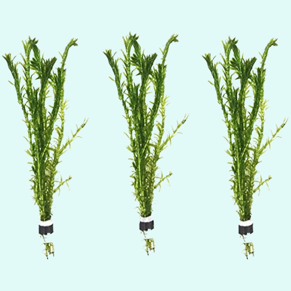 Anacharis Egeria Densa Bunch