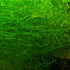 Guppy Grass Najas Guadalupens