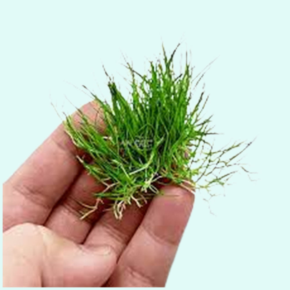 5 Dwarf Hairgrass Clump Eleocharis Parvula