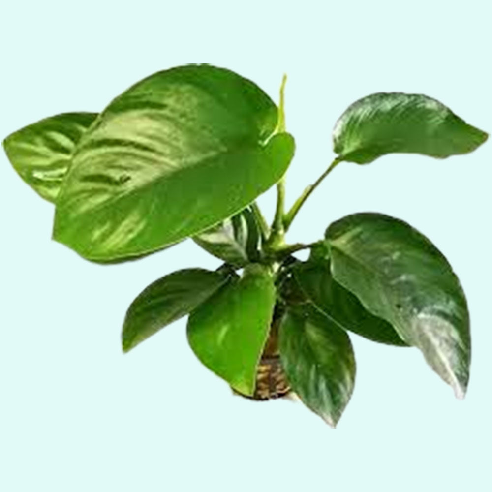 Anubias Barteri