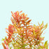 Rotala Indica Rotundifolia