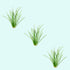 (3) Chain Sword Narrow Leaf Plants