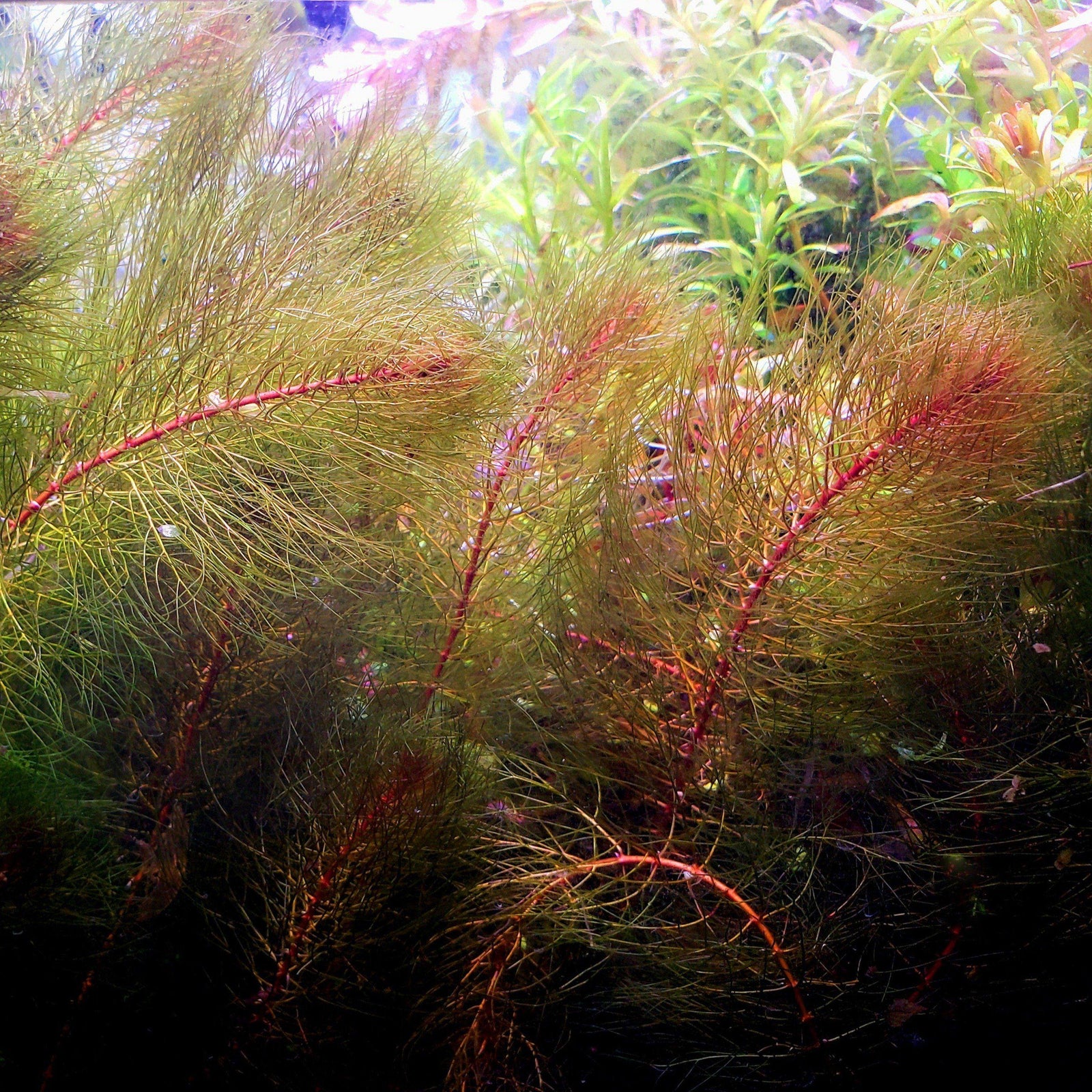 Close-up of Myrio Red's red and green leaf contrast