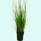 Hairgrass (Eleocharis Vivipara)