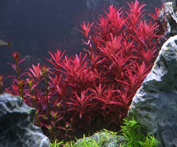 Rotala Indica Rotundifolia