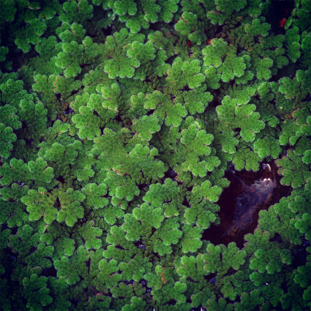 Azolla Filiculoides 