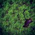 Azolla Filiculoides "Fairy Moss"