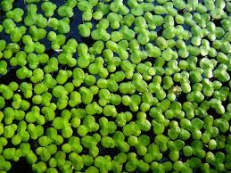 Duckweed (Lemma Minor)